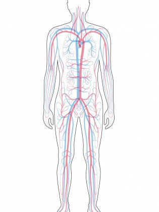 Corps et circulation