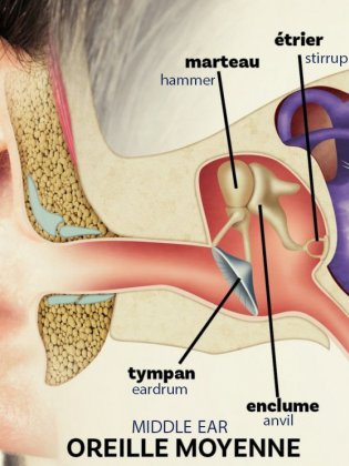 Oreille moyenne - Descriptif - Middle Ear