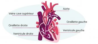 Palpitations cardiaques | American Hospital of Paris