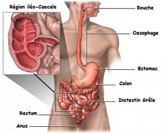 Intestin grêle et colon