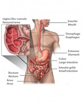 Maladie de Crohn | American Hospital of Paris