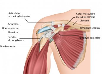 Anatomie de l'épaule