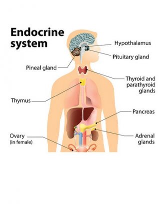 endocrine system